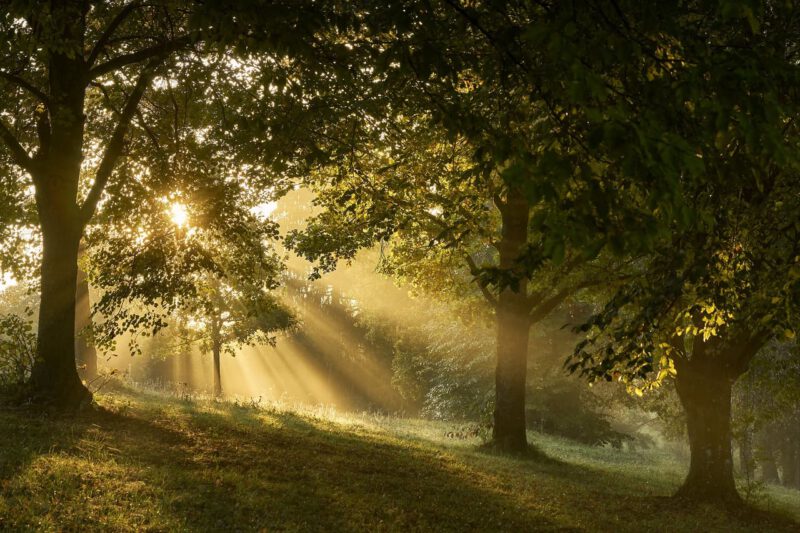 forest-3776796_1280 (2)